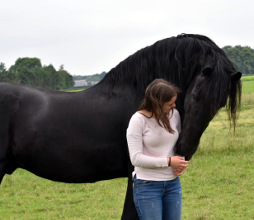 Photo d'Élodie en compagnie d'un cheval noir